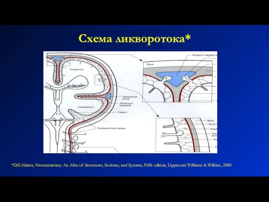 Схема ликворотока* *D.E.Haines, Neuroanatomy. An Atlas of Structures, Sections, and Systems, Fifth