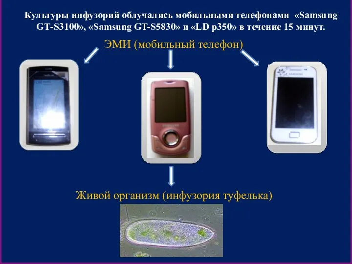 Культуры инфузорий облучались мобильными телефонами «Samsung GТ-S3100», «Samsung GT-S5830» и «LD p350»