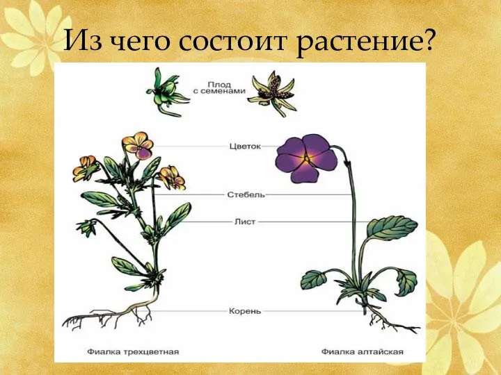 Из чего состоит растение?