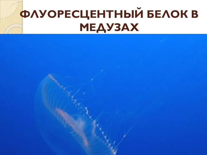 ФЛУОРЕСЦЕНТНЫЙ БЕЛОК В МЕДУЗАХ