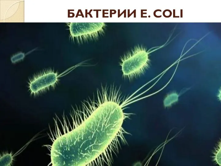 БАКТЕРИИ E. COLI