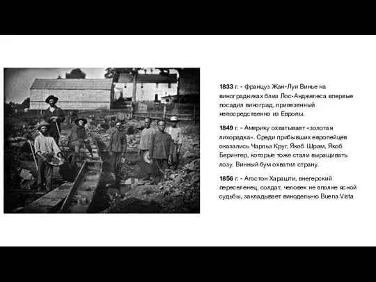 1833 г. - француз Жан-Луи Винье на виноградниках близ Лос-Анджелеса впервые посадил