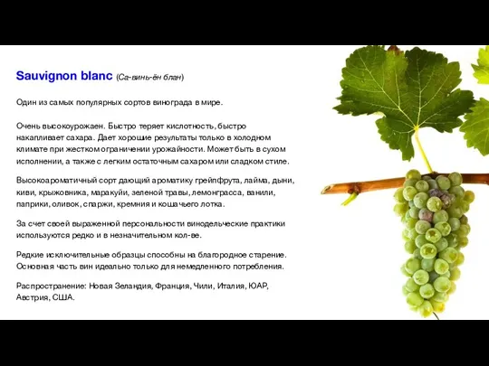 Sauvignon blanc (Са-винь-ён блан) Один из самых популярных сортов винограда в мире.