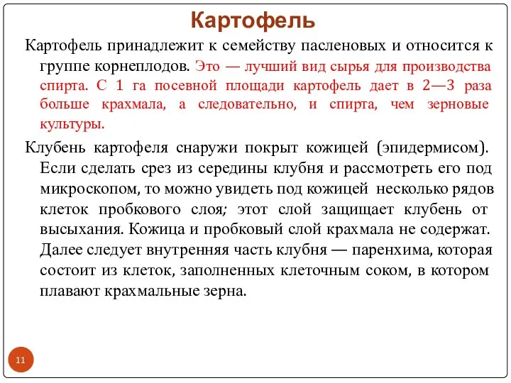 Картофель Картофель принадлежит к семейству пасленовых и относится к группе корнеплодов. Это