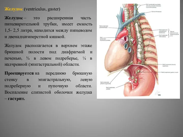 Желудок (ventriculus, gaster) Желудок – это расширенная часть пищеварительной трубки, имеет емкость