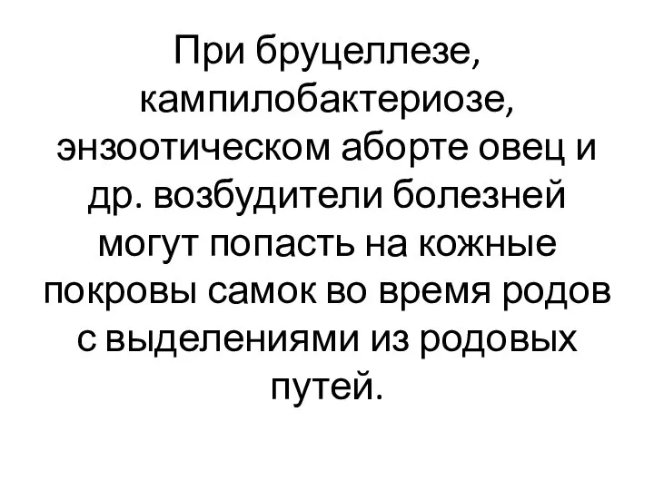 При бруцеллезе, кампилобактериозе, энзоотическом аборте овец и др. возбудители болезней могут попасть