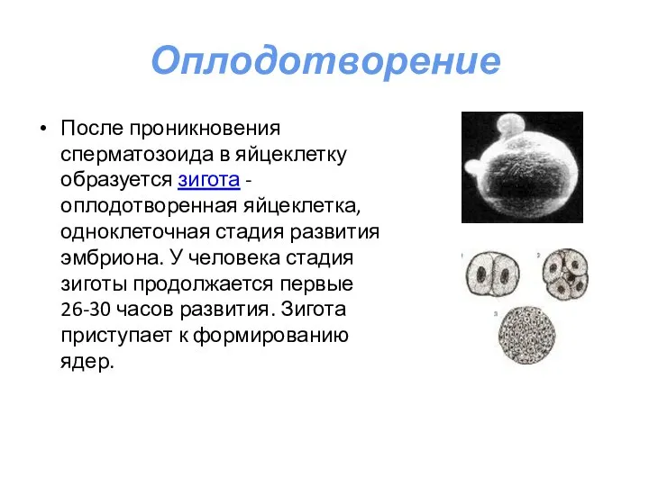 Оплодотворение После проникновения сперматозоида в яйцеклетку образуется зигота - оплодотворенная яйцеклетка, одноклеточная