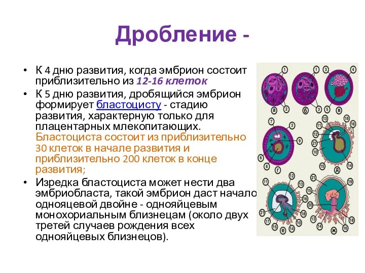 Дробление - К 4 дню развития, когда эмбрион состоит приблизительно из 12-16