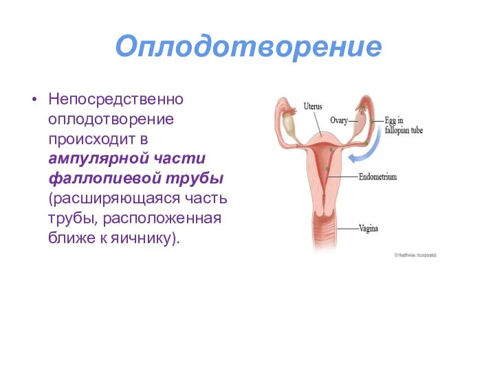 Оплодотворение Непосредственно оплодотворение происходит в ампулярной части фаллопиевой трубы (расширяющаяся часть трубы, расположенная ближе к яичнику).