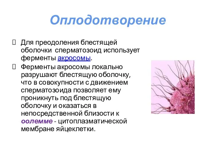 Оплодотворение Для преодоления блестящей оболочки сперматозоид использует ферменты акросомы. Ферменты акросомы локально