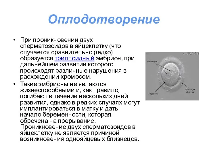 Оплодотворение При проникновении двух сперматозоидов в яйцеклетку (что случается сравнительно редко) образуется