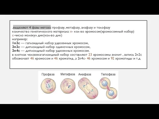 .выделяют 4 фазы метоза: профазу, метафазу, анафазу и телофазу количество генетического материала: