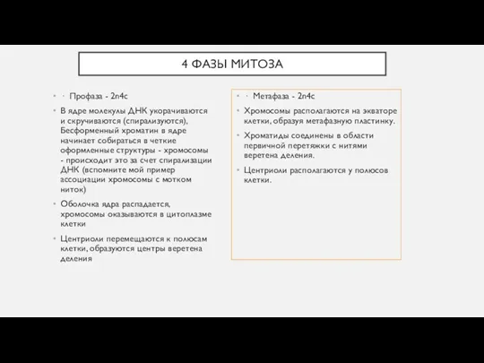 4 ФАЗЫ МИТОЗА · Профаза - 2n4c В ядре молекулы ДНК укорачиваются