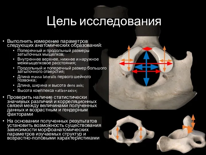 Цель исследования Выполнить измерение параметров следующих анатомических образований: Поперечный и продольный размеры