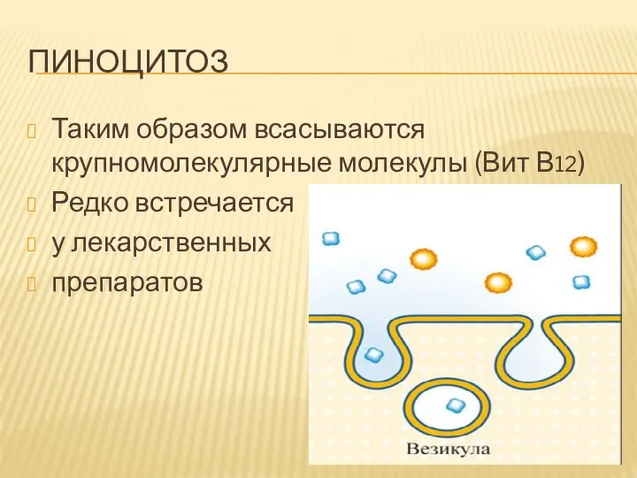 ПИНОЦИТОЗ Таким образом всасываются крупномолекулярные молекулы (Вит В12) Редко встречается у лекарственных препаратов