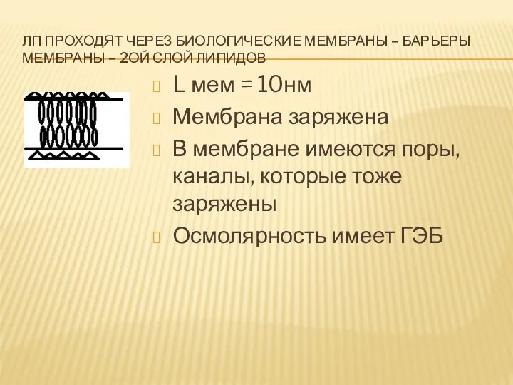 ЛП ПРОХОДЯТ ЧЕРЕЗ БИОЛОГИЧЕСКИЕ МЕМБРАНЫ – БАРЬЕРЫ МЕМБРАНЫ – 2ОЙ СЛОЙ ЛИПИДОВ