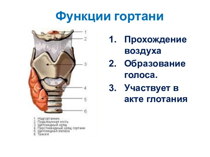 Функции гортани Прохождение воздуха Образование голоса. Участвует в акте глотания