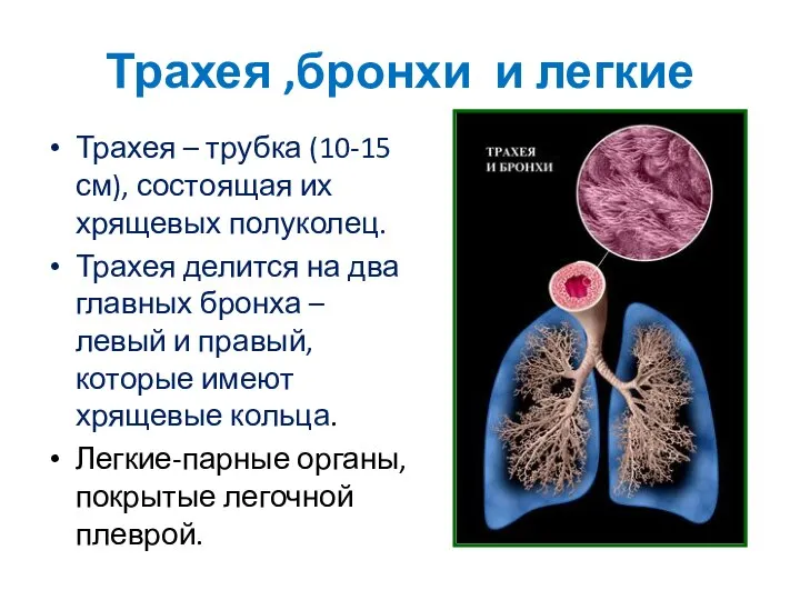 Трахея ,бронхи и легкие Трахея – трубка (10-15 см), состоящая их хрящевых