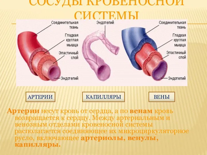 СОСУДЫ КРОВЕНОСНОЙ СИСТЕМЫ Артерии несут кровь от сердца, а по венам кровь