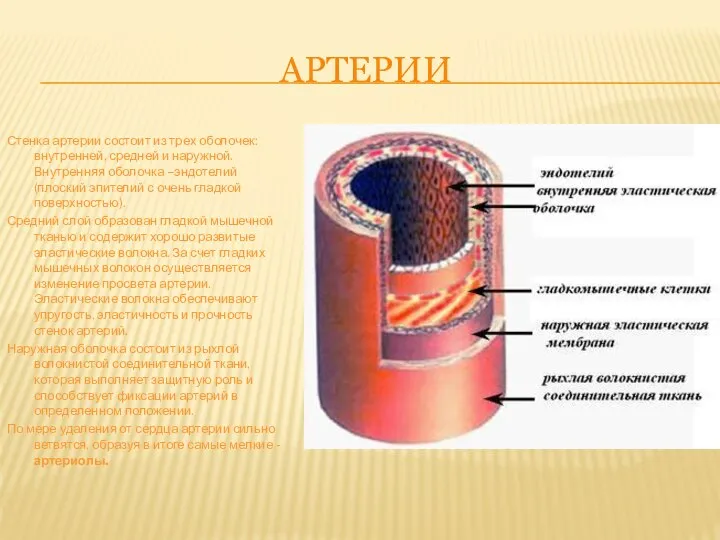 АРТЕРИИ Стенка артерии состоит из трех оболочек: внутренней, средней и наружной. Внутренняя