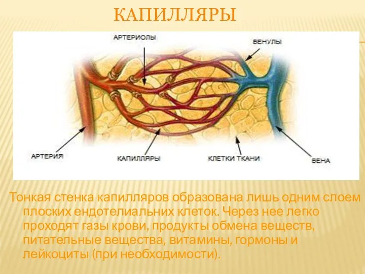 КАПИЛЛЯРЫ Тонкая стенка капилляров образована лишь одним слоем плоских ендотелиальних клеток. Через