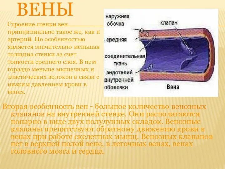 ВЕНЫ Вторая особенность вен - большое количество венозных клапанов на внутренней стенке.