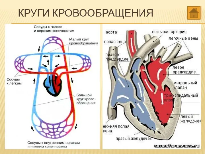 КРУГИ КРОВООБРАЩЕНИЯ