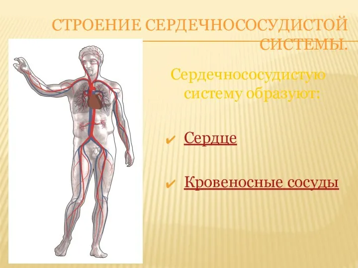 СТРОЕНИЕ СЕРДЕЧНОСОСУДИСТОЙ СИСТЕМЫ. Сердечнососудистую систему образуют: Сердце Кровеносные сосуды