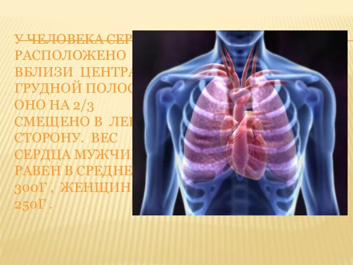 У ЧЕЛОВЕКА СЕРДЦЕ РАСПОЛОЖЕНО ВБЛИЗИ ЦЕНТРА ГРУДНОЙ ПОЛОСТИ, ОНО НА 2/3 СМЕЩЕНО