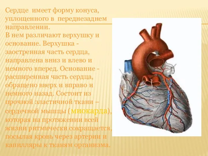 Сердце имеет форму конуса, уплощенного в переднезаднем направлении. В нем различают верхушку