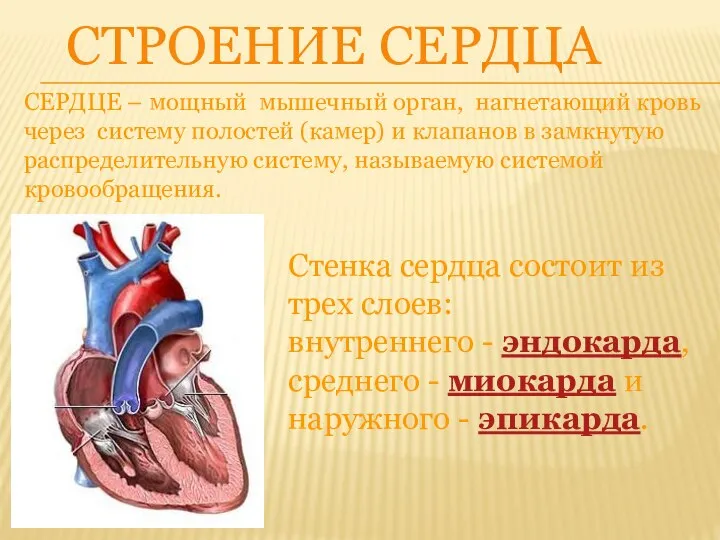 СТРОЕНИЕ СЕРДЦА СЕРДЦЕ – мощный мышечный орган, нагнетающий кровь через систему полостей