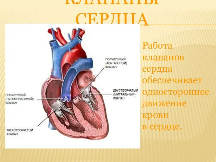 КЛАПАНЫ СЕРДЦА Работа клапанов сердца обеспечивает одностороннее движение крови в сердце.