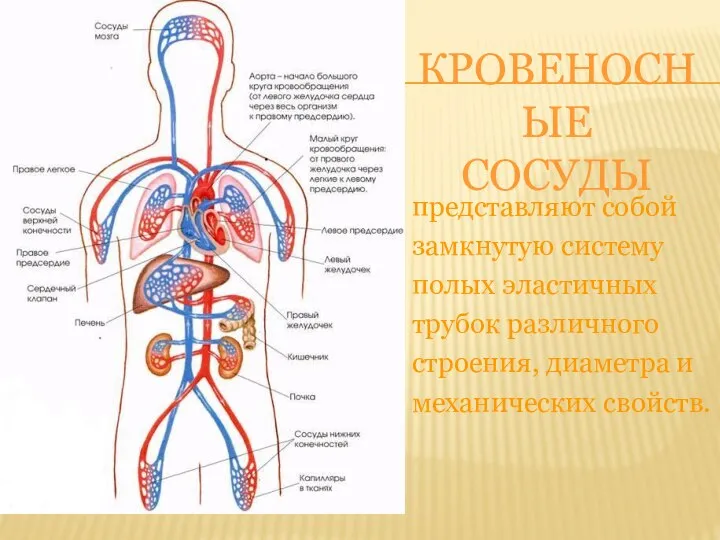 КРОВЕНОСНЫЕ СОСУДЫ представляют собой замкнутую систему полых эластичных трубок различного строения, диаметра и механических свойств.