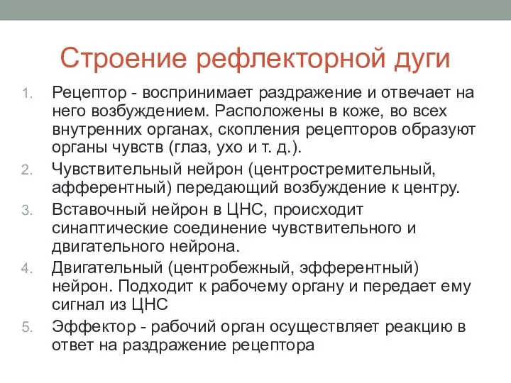 Строение рефлекторной дуги Рецептор - воспринимает раздражение и отвечает на него возбуждением.