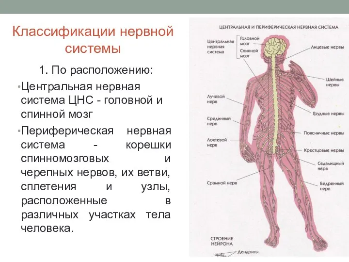 Классификации нервной системы 1. По расположению: Центральная нервная система ЦНС - головной