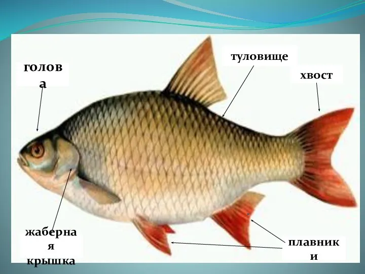 голова плавники туловище жаберная крышка хвост