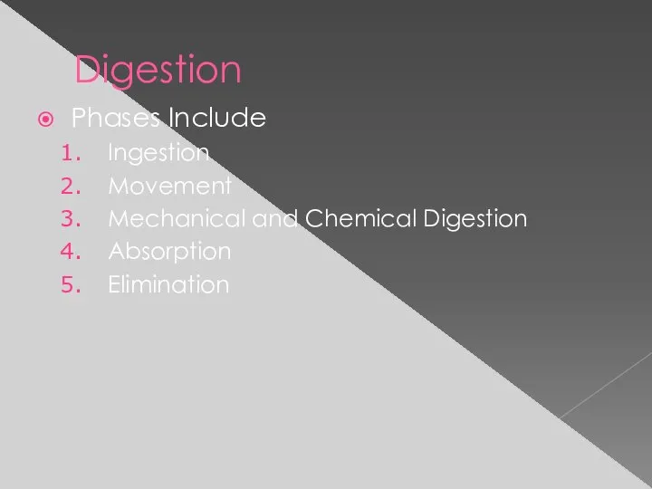 Digestion Phases Include Ingestion Movement Mechanical and Chemical Digestion Absorption Elimination