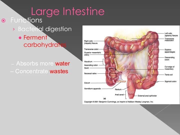 Large Intestine Functions Bacterial digestion Ferment carbohydrates Absorbs more water Concentrate wastes