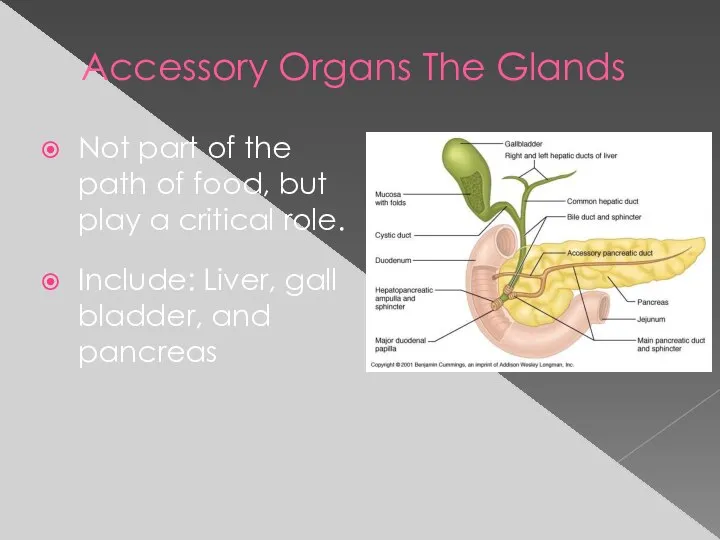 Accessory Organs The Glands Not part of the path of food, but