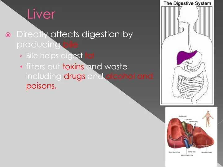 Liver Directly affects digestion by producing bile Bile helps digest fat filters
