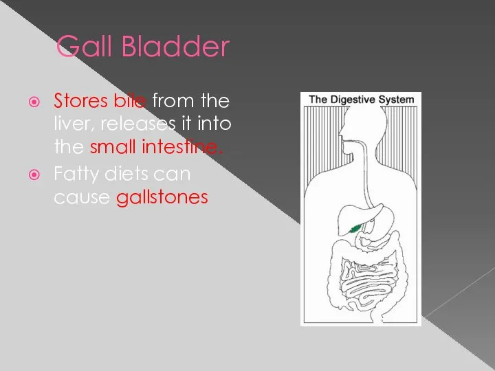 Gall Bladder Stores bile from the liver, releases it into the small