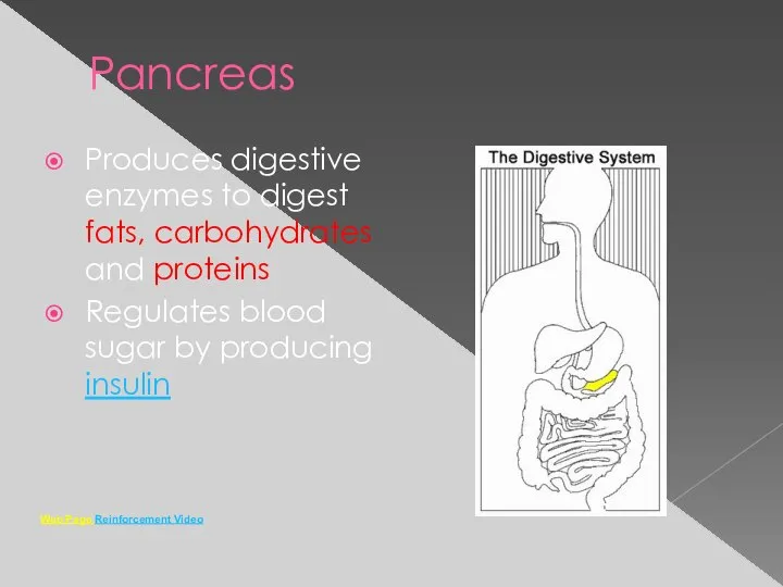 Pancreas Produces digestive enzymes to digest fats, carbohydrates and proteins Regulates blood