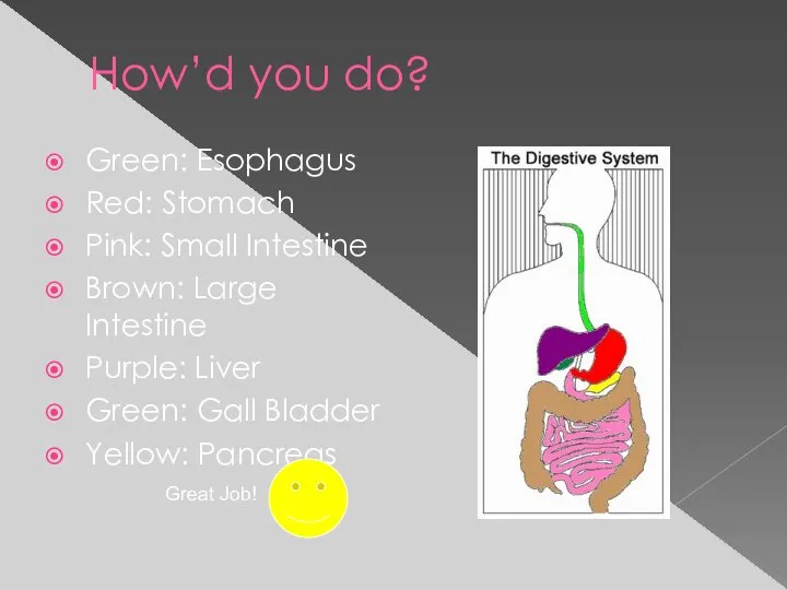 How’d you do? Green: Esophagus Red: Stomach Pink: Small Intestine Brown: Large