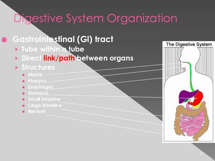 Digestive System Organization Gastrointestinal (Gl) tract Tube within a tube Direct link/path