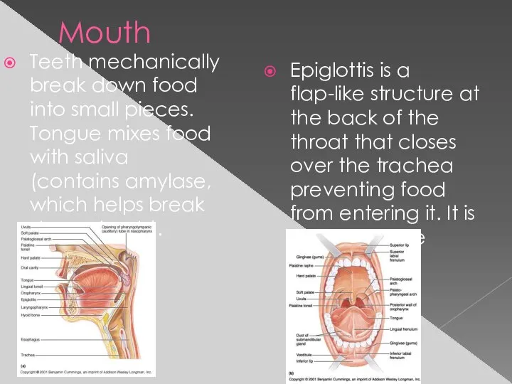 Mouth Teeth mechanically break down food into small pieces. Tongue mixes food