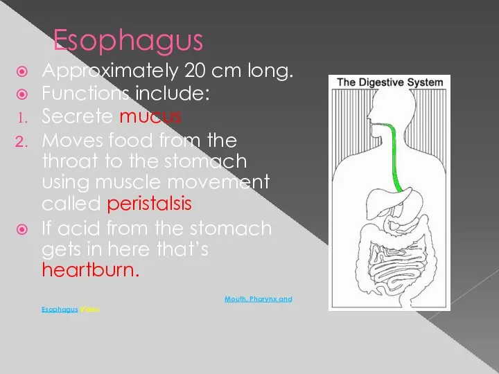 Esophagus Approximately 20 cm long. Functions include: Secrete mucus Moves food from