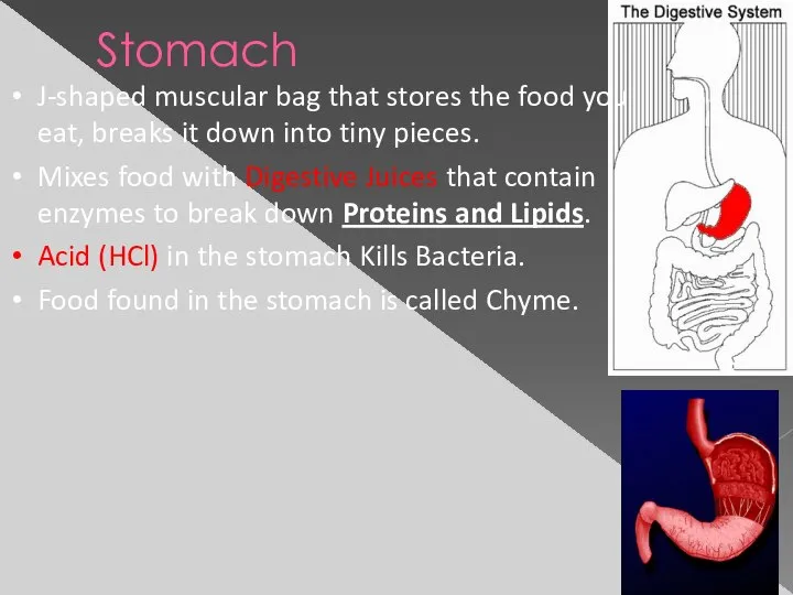 Stomach J-shaped muscular bag that stores the food you eat, breaks it