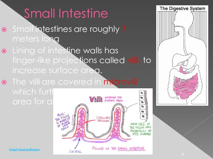 Small Intestine Small intestines are roughly 7 meters long Lining of intestine