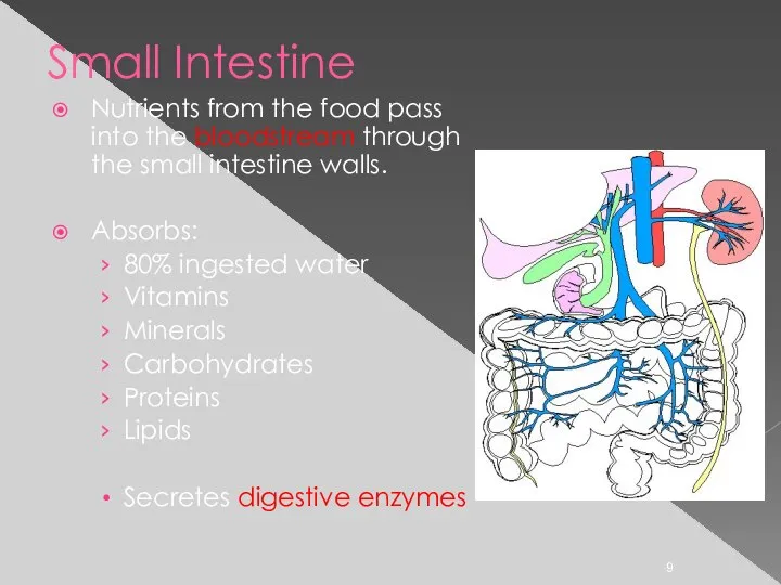 Small Intestine Nutrients from the food pass into the bloodstream through the