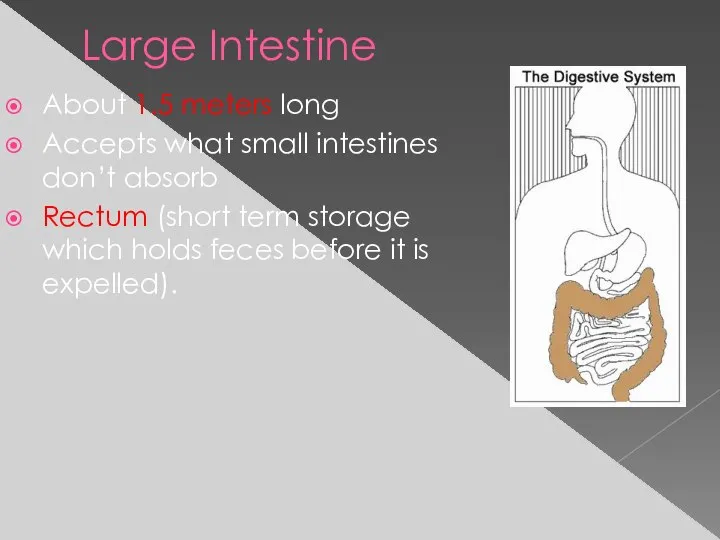 Large Intestine About 1.5 meters long Accepts what small intestines don’t absorb